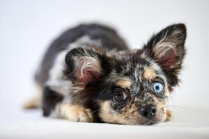 cachorro chihuahua con ojos diferentes foto