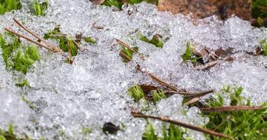 tijd vervallen van smelten sneeuw onthullend groen mos en groen gras onder. seizoen verandering van winter naar voorjaar in Woud. video