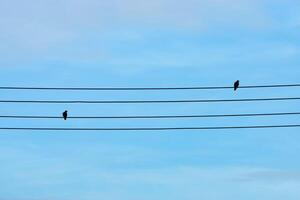 Silhouettes two barrec ground dove on power lines. photo