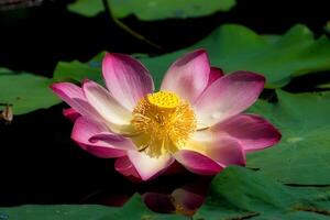 Beautiful pink lotus flower photo