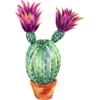 aguarela suculentos plantas, seixo pedras, cactos. pintado à mão clippart isolado em branco fundo. png