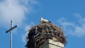 wit ooievaar in de nest Aan een achtergrond van de blauw lucht. de ooievaar nest is gemaakt Aan een roker van takken en polyethyleen, een milieu probleem. video