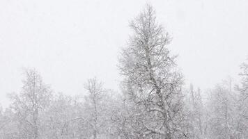 snöfall på suddigt vinter- skog träd blast bakgrund på molnig dag video