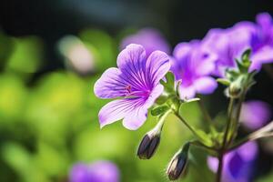 AI generated Geranium wilfordii flower. AI Generated photo