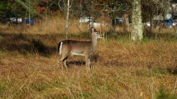 The cute deer staring at me alertly in the autumn forest photo