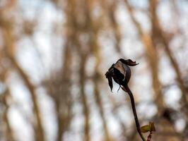 fragmento de un rama con brotes de rosa hugonis en temprano primavera, comúnmente conocido como el chino Rosa. foto