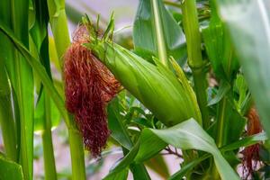 Corn is one of the most important carbohydrate-producing food crops in the world photo
