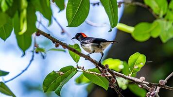Scarlet-backed Flowerpecker perched on tree photo