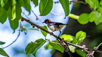 de espalda escarlata pájaro carpintero encaramado en árbol foto