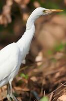 pájaro, pícaro, casmerodio albus, grande blanco garganta pájaro egretta alba ardeida, fauna silvestre fotografía foto