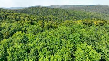 aereo Visualizza al di sopra di il verde foresta di selvaggio natura. volante al di sopra di il bellissimo lussureggiante verde giungla. un' uccelli occhio Visualizza di molti alberi. video