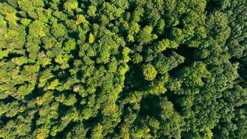 aéreo parte superior ver de el bosque en verano. vuelo terminado un denso bosque a alto altitud. antecedentes de verde bosque y textura de árbol tapas video