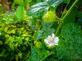 A beautiful white flowers of Rambusa, Passiflora foetida photo