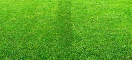 Green grass field pattern background for soccer and football sports. Green lawn pattern and texture for background. photo