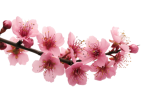 AI generated Branch with colorful blooming flowers isolated on transparent background png