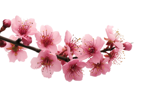 AI generated Branch with colorful blooming flowers isolated