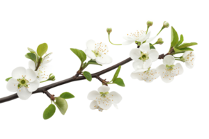 AI generated Branch with colorful blooming flowers isolated on transparent background png