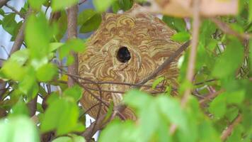 Wespe sind fliegend ein-aus von das Nest zu finden Essen und Verschachtelung Materialien. video