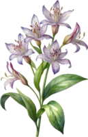 AI generated Watercolor painting of Toad Lily flower. Illustration of flowers. AI-Generated. png