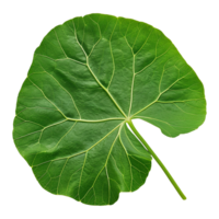 AI generated Nasturtium leaf isolated on transparent background png