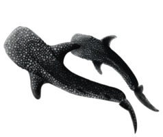 Whale shark swimming with pup illustration png