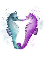 Loving seahorses mating for life illustration png
