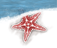 Star fish slightly covered by water illustration png