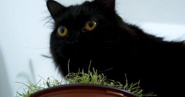 un hermosa negro gato comiendo césped desde un maceta. Maine mapache comiendo césped adentro. video