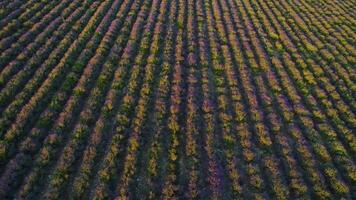 Haut vue de violet lavande Lignes. tir. Haut vue de interminable violet Lignes de lavande dans Aube des rayons de Soleil. magnifique floraison des buissons de parfumé lavande video