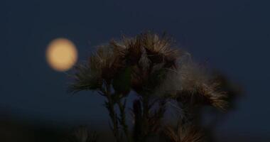 trocken Herbst Blume gegen das Hintergrund von das Mond und das Nacht Himmel. das Fokus Änderungen von das Mond zu das Blume und zurück nochmal. video