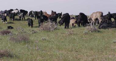 A herd of cows on a mountain meadow on a cloudy day video