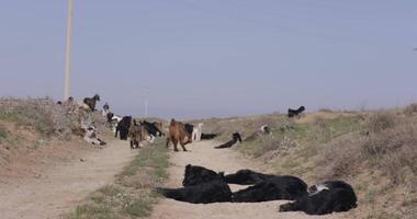 une troupeau de vaches sur une Montagne Prairie sur une nuageux journée video