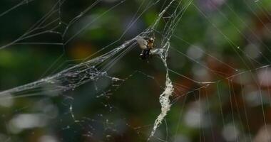 une mouche emmêlé dans une la toile parmi le des arbres dans le forêt. video