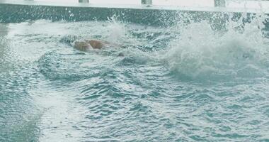 ein jung sportlich Mann mit ein jung Sohn schwimmt im das Schwimmbad von ein teuer Luxus Hotel. video