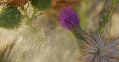 trocken Herbst Blume im ein Wiese. Makro Schießen, Fokus Änderungen von Vordergrund zu Hintergrund und zurück nochmal. video