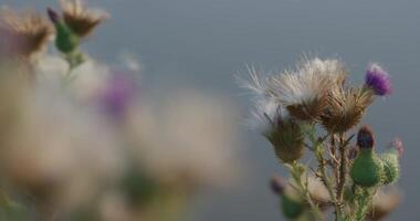 trocken Herbst Blume im ein Wiese. Makro Schießen, Fokus Änderungen von Vordergrund zu Hintergrund und zurück nochmal. video