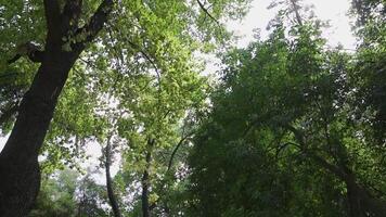 Crowns of green trees in a city park against the background of a sunny sky video