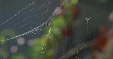 un mosca enredado en un web entre el arboles en el bosque. video