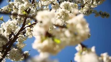 Flowers on the branch of an apple tree in the garden on a sunny day video