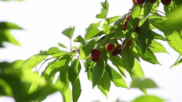 Cherry fruits on a branch with green leaves on the background of the sky video