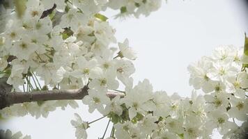 fleurs sur le branche de un Pomme arbre dans le jardin sur une ensoleillé journée video