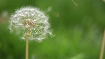 Dandelion flower in a green spring garden among bushes. The wind blows the seeds off it. video