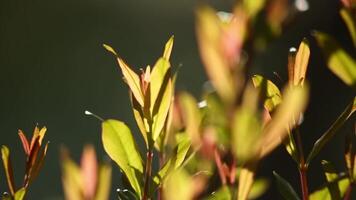 Branches of bushes and trees covered with green foliage. video