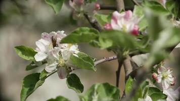 floración Cereza árbol con abejas volador alrededor video