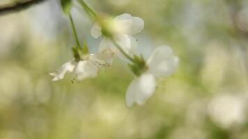 blommor på de gren av ett äpple träd i de trädgård på en solig dag video