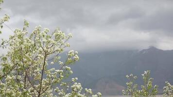 Blooming apple and cherry trees in the garden on the background of the mountains. video