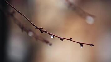 Tropfen von Wasser auf ein Baum Ast im das Garten während das Regen. video