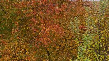 autunno alberi con giallo le foglie nel il giardino. video