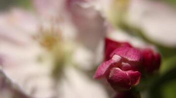 Flowering rosehip bush in spring garden surrounded by greenery. video