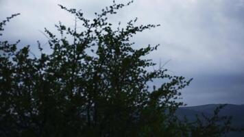 árvores em uma chuvoso dia contra a fundo do montanhas e nublado céu. video